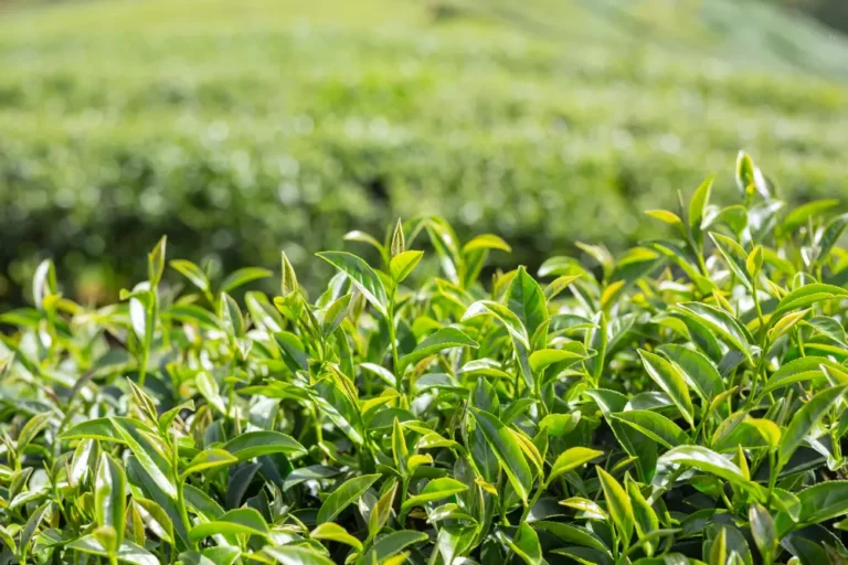Lari Tea Farmers Express Outcry Over Diminished Payouts