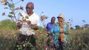 Lamu’s Golden Thread: New Mpeketoni Ginnery Sparks Economic Rebirth and Youth Empowerment