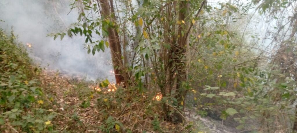 Five Hectares of Uplands Forest Destroyed by Night Fire