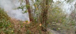 Five Hectares of Uplands Forest Destroyed by Night Fire