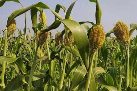 Homa Bay PWD sorghum farmers get KSh 500,000 boost to tackle climate change