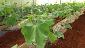 Green Gold: Cucumber Farming Offer Economic, Financial Freedom to Kiambu Farmers