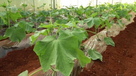 Green Gold: Cucumber Farming Offer Economic, Financial Freedom to Kiambu Farmers