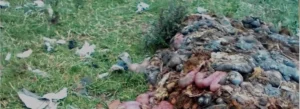 Residents Protest Over Dumping of Animal Carcasses in Juja Estate