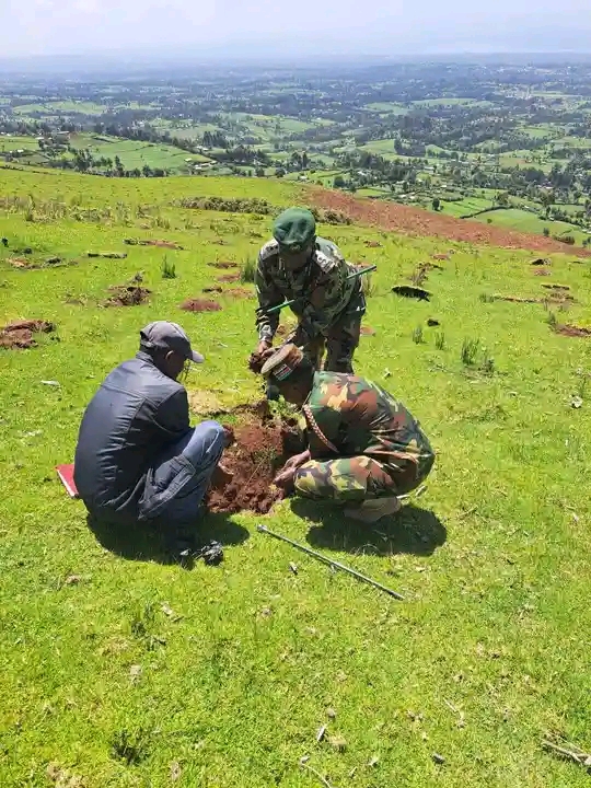 Sawmillers Defend Legal Tree Harvesting Amid Forest Destruction Allegations