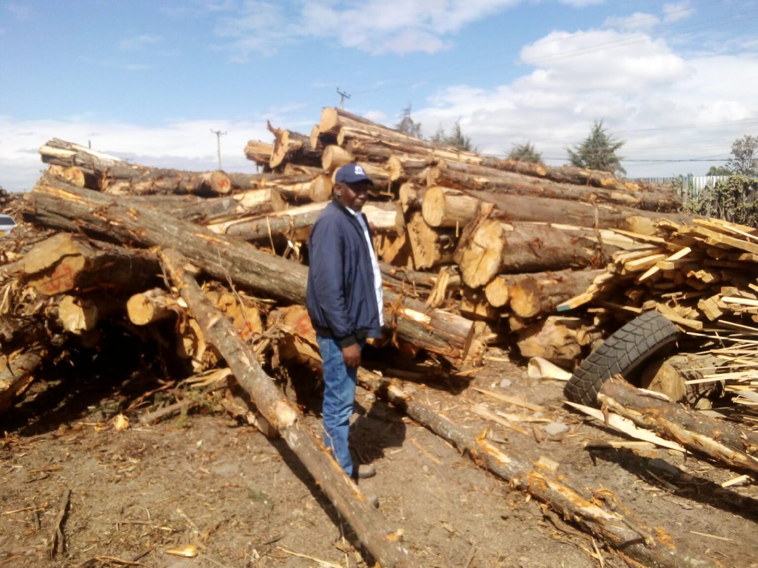 Licensed Sawmillers Defend Harvesting of Commercial Plantations in Kiambu and Nyandarua. A saw miller looking at his logs at Magumu saw