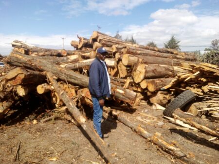 A saw miller looking at his logs at Magumu saw