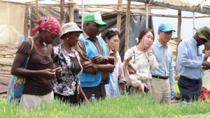 Kiambu Farmers to Rake in Fortunes after Training on Tomato Grafting Technology